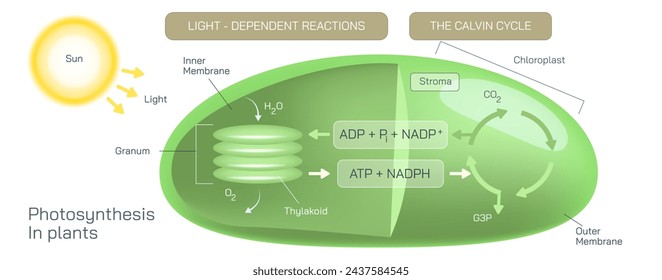 Photosynthesis is a plant vector. Botany and its branches students study material. Anatomy and cross section image. realistic Illustrated guide to Photosynthesis in a plant. Light dependent reactions.