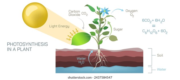 Photosynthesis is a plant vector. Botany and its branches students study material. Anatomy and cross section image. realistic Illustrated guide to Photosynthesis in a plant.