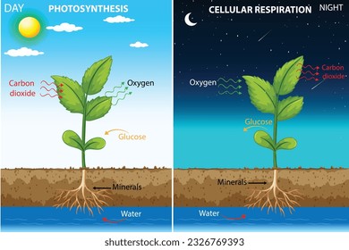 In Photosynthesis  Plants convert light energy to glucose, releasing O2. In Cellular Respiration Cells use glucose and O2 to produce ATP, CO2, and H2O. Balanced ecosystem processes.