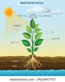 Photosynthesis: plants convert sunlight, CO2, and water into glucose and oxygen. This process provides energy for growth and releases oxygen, essential for most life on Earth.