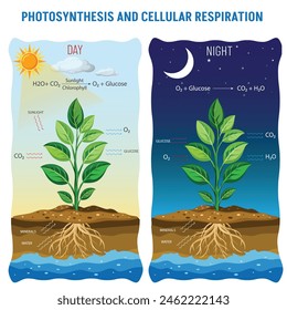 Photosynthesis: plants use sunlight to convert CO2 and water into glucose and oxygen. Cellular respiration: organisms break down glucose to produce ATP and release CO2 and water.