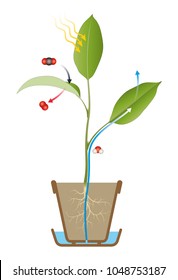 Photosynthesis Process Diagram