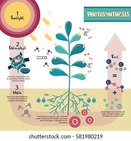 Photosynthesis process diagram illustration vector design