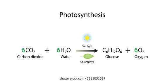 Photosynthesis process, photosynthesis equation formula, Biology Education. Calvin cycle. Vector illustration.