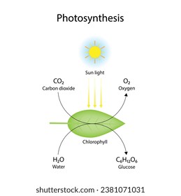 Photosynthesis process, photosynthesis equation formula, Biology Education. Calvin cycle. Vector illustration.