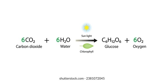 Photosynthesis process, photosynthesis equation formula, Biology Education. Calvin cycle. Vector illustration.