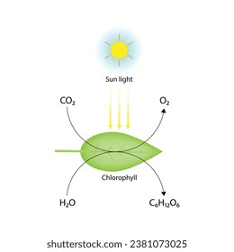 Photosynthesis process, photosynthesis equation formula, Biology Education. Calvin cycle. Vector illustration.