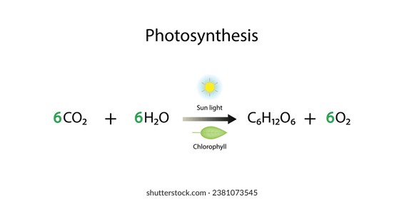 Photosynthesis process, photosynthesis equation formula, Biology Education. Calvin cycle. Vector illustration.