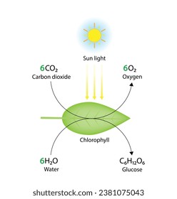 Photosynthesis process, photosynthesis equation formula, Biology Education. Calvin cycle. Vector illustration.