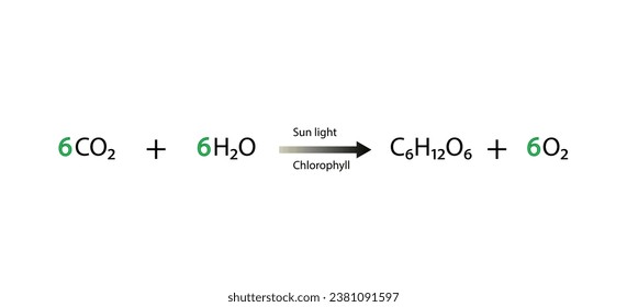 Photosynthesis process, photosynthesis equation formula, Biology Education. Calvin cycle. Vector illustration.