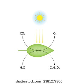 Photosynthesis process, photosynthesis equation formula, Biology Education. Calvin cycle. Vector illustration