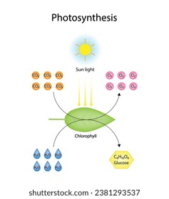 Photosynthesis process, photosynthesis equation formula, Biology Education. Calvin cycle. Vector illustration.