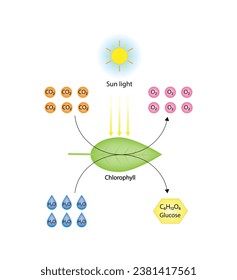 Photosynthesis process, photosynthesis equation formula, Biology Education. Calvin cycle. Vector illustration.