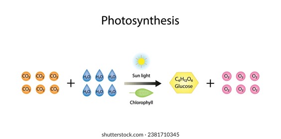 Photosynthesis process, photosynthesis equation formula, Biology Education. Calvin cycle. Vector illustration.