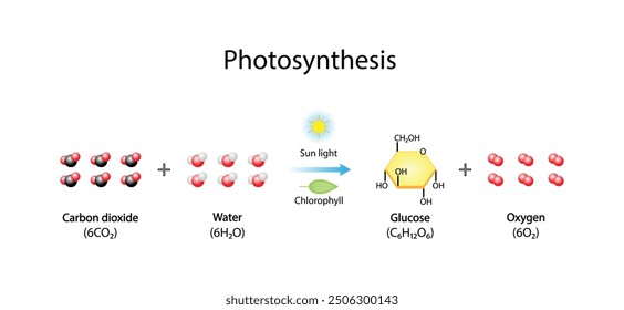 Fotosynthese, Fotosynthese Gleichung Formel, Biologie Bildung. Calvin-Zyklus. Vektorgrafik.