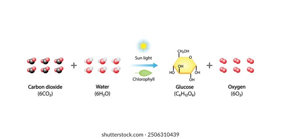 Photosynthesis process, photosynthesis equation formula, Biology Education. Calvin cycle. Vector illustration.