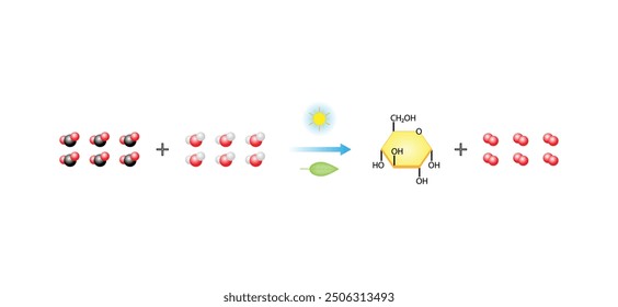 Photosynthesis process, photosynthesis equation formula, Biology Education. Calvin cycle. Vector illustration.