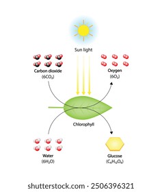 Photosynthesis process, photosynthesis equation formula, Biology Education. Calvin cycle. Vector illustration.