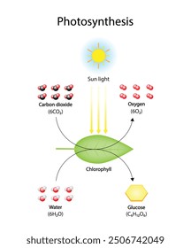 Photosynthesis process, photosynthesis equation formula, Biology Education. Calvin cycle. Vector illustration.