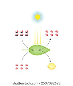 Photosynthesis process, photosynthesis equation formula, Biology Education. Calvin cycle. Vector illustration.