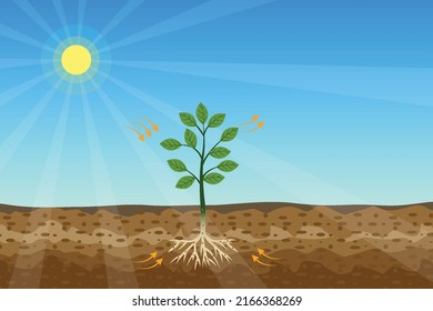 Photosynthesis process with a green plant and shiny sun vector. Green plants are getting energy and nutrition from the sun and soil. A tree is producing oxygen and sugar from the sunlight.