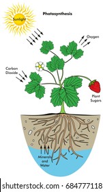 Photosynthesis Process infographic diagram including all elements involved including sunlight oxygen carbon dioxide plant sugars minerals and water for biology science education