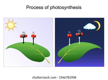 photosynthesis process. leaf of plant. day and night. Diagram for Photosynthesis explanation. chart of biology. posters for education and science use. vector illustration