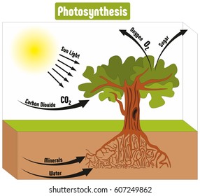 Photosynthesis Process in Plant Diagram with all factors and outputs including sun light carbon dioxide minerals water oxygen sugar for biology science education