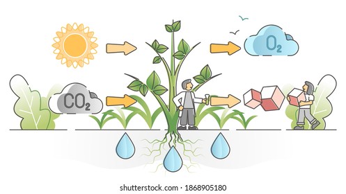 Photosynthesis process with plants carbon dioxide absorption and oxygen production outline concept. Nature botany CO2 emissions transform mechanism scheme to clean and fresh air vector illustration.