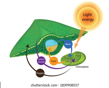 Photosynthesis Process in Plants. The structure of a leaf and Chloroplasts