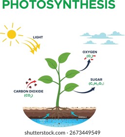 Fotosynthese ist ein Verfahren, mit dem Pflanzen Sonnenlicht, Wasser und Kohlendioxid in Sauerstoff und Energie für das Wachstum umwandeln