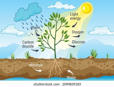 Photosynthesis as a process of tree produce oxygen using rain and sun. Diagram showing process of photosynthesis in plant. Colorful biology scheme for education in flat style