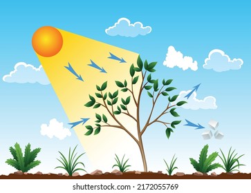 Photosynthesis process. Tree produce oxygen using rain and sun. Diagram showing process of photosynthesis in plant. Colorful biology scheme for education in flat style