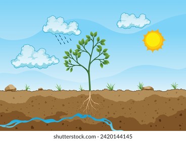 Photosynthesis process. Tree produce oxygen using rain and sun. Diagram showing process of photosynthesis in plant. Colorful biology scheme for education in flat style