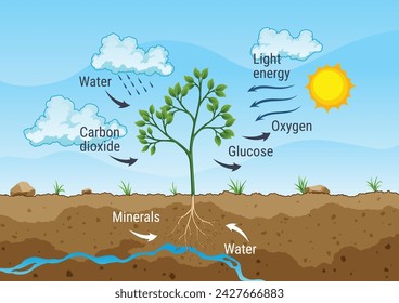 Proceso de fotosíntesis. Los árboles producen oxígeno usando la lluvia y el sol. Diagrama que muestra el proceso de fotosíntesis en planta. Colorido esquema de biología para la educación en estilo plano