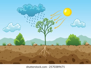 Photosynthesis process. Tree produce oxygen using rain and sun. Diagram showing process of photosynthesis in plant. Colorful biology scheme for education in flat style