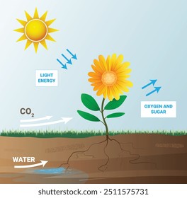 Ilustração vetorial de processo de fotossíntese. Fotossíntese em uma planta