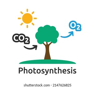 Photosynthesis process vector. Plants transform carbon dioxide to oxygen in graphic design.