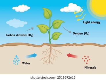 A fotossíntese é o processo em que as plantas convertem a luz solar em energia química. Eles usam luz para transformar CO2 e água em glicose para a alimentação, liberando oxigênio. É essencial para a vida na Terra.