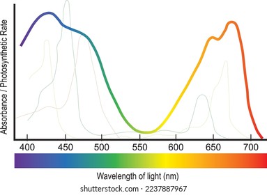 Photosynthesis rate. Photosynthesis rate light color