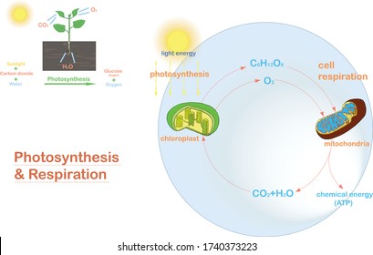 1,154 Photosynthesis respiration Images, Stock Photos & Vectors ...