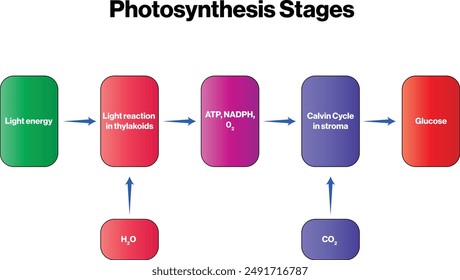 Photosynthesis Stages Flowchart: Capturing Sunlight's Energy