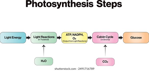 Photosynthesis Stages Flowchart: Capturing Sunlight's Energy