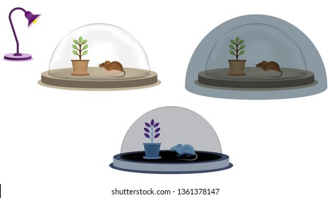 Photosynthesis test in bright environment and dark environment with closed glass fan. The relationship between photosynthesis and oxygen respiration. Light is required for photosynthesis. Photosynthes