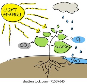 Photosynthesis - vector.