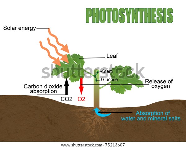 Photosynthesis Vector Illustration Helpful Education Schools Stock ...