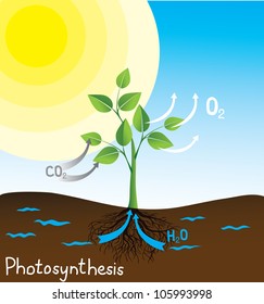 photosynthesis vector image, simple scheme for students