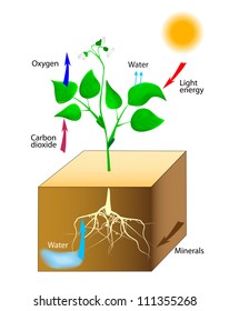 Photosynthesis. Vector. Schematic of photosynthesis in plants.