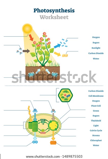 Photosynthesis Worksheet Vector Illustration Educational ...