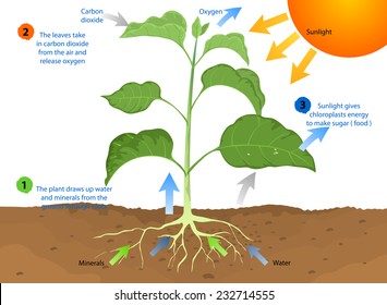 Photosynthesis Images Stock Photos Vectors Shutterstock